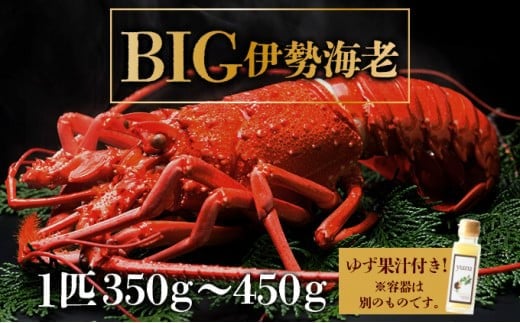BIG伊勢海老<1匹>【冷凍】刺身OK 国産 東洋町産 天然 新鮮 海鮮 四国 お取り寄せ お祝い 記念日 贈り物 送料無料 生 S200