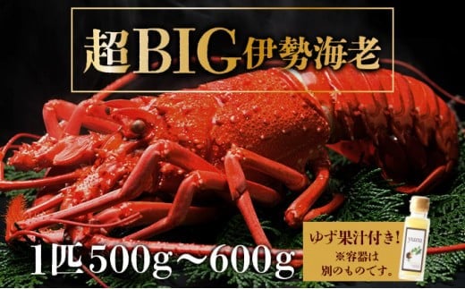 超BIG伊勢海老<1匹>【冷凍】刺身OK 国産 東洋町産 天然 新鮮 海鮮 四国 お取り寄せ お祝い 記念日 贈り物 送料無料 生 S201