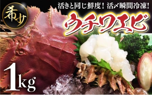 活〆ウチワエビ6~10匹 1000gセット<数量限定> 国産 東洋町産 セット うちわえび 新鮮 海鮮 高知県 東洋町 四国 お取り寄せ 送料無料 S209