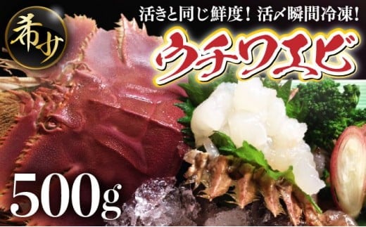 活〆ウチワエビ3~5匹 500gセット<数量限定> 国産 東洋町産 セット うちわえび 新鮮 海鮮 高知県 東洋町 四国 お取り寄せ 送料無料 S211