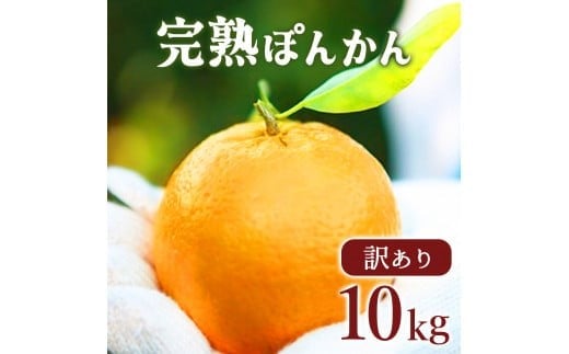 【先行予約】訳アリ完熟ぽんかん<5kg>×2箱セット10kg 国産 東洋町産 訳あり 甘酸っぱい 甘い 蜜柑 ミカン ジューシー 高知県 東洋町 四国 お取り寄せ フルーツ 果物 送料無料 産地直送 F143