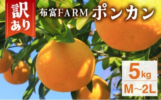 【先行予約】訳ありポンカン　M〜2Lサイズ 5kg　NT4[N-01]