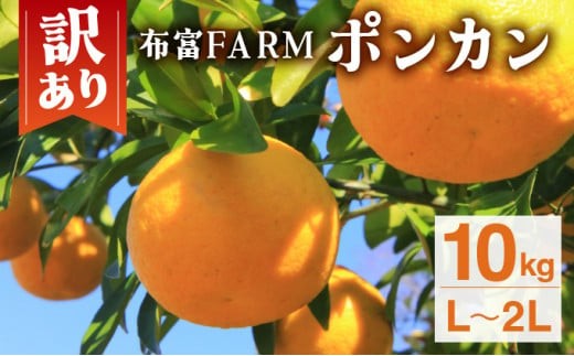 【先行予約】訳ありポンカン　L～２Lサイズ  10kg　NT5[N-04]