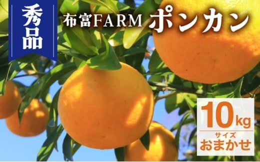 NT2-7-06 <先行予約>【kg数が選べる】秀品ポンカン おまかせ 10kg