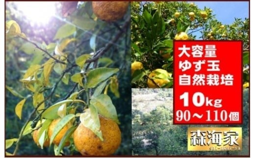 <先行予約!>ゆず玉 10kgセット 期間限定 柑橘 ジューシー 自然栽培 国産 柚子 S166