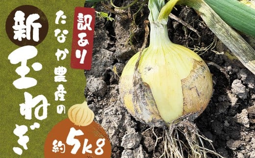 【先行予約】 【訳あり】 たなか農産の柳川産 新玉ねぎ 約5kg 【2026年4月上旬~6月下旬迄順次発送予定】 訳アリ 理由あり わけあり 新玉葱 玉葱 玉ねぎ たまねぎ 野菜 春限定 国産 九州 福岡県 柳川市 常温