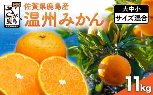 ★レビューキャンペーン開催中!!★佐賀県鹿島産 温州みかん 約11kg みかん ミカン 蜜柑 柑橘 果物 フルーツ  甘い サイズ混合 小玉含む ふるさと納税 佐賀県 鹿島市 B-99