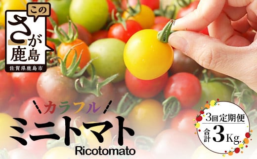【先行予約】【2026年1月から出荷】 カラフルミニトマト『Ricotomato』 【1kg×3回定期便】  E-58
