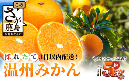 ＼農家直送＆鮮度抜群！／収穫後3日以内発送・松本農園の温州みかん 約5kg｜有明海の潮風で育った鹿島産みかん｜フレッシュ｜佐賀県鹿島市 送料無料 B-530