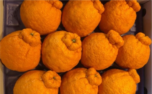 【4月中旬頃～発送】貯蔵デコポン 約3kg 化粧箱入り