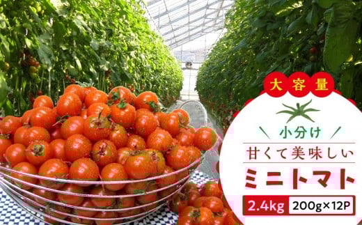 【11月中旬頃~発送】ミニトマト 大容量 2.4kg 小分け 200g×12パック