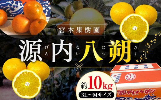 【3月中旬頃~発送】八朔 約10kg 宮本果樹園 源内八朔