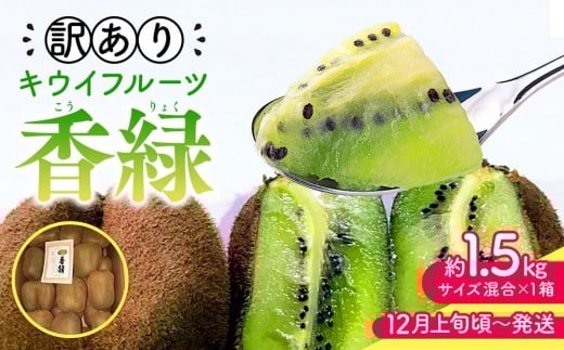 【12月上旬頃~発送】訳あり 香緑キウイ 約1.5kg