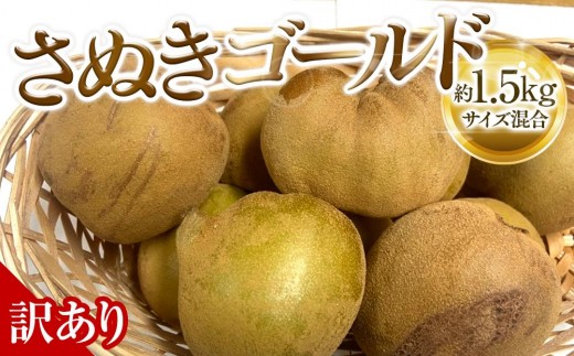【10月中旬頃~発送】訳あり さぬきゴールド キウイ 約1.5kg キウイフルーツ