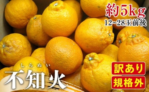 【2月下旬頃~発送】訳あり 規格外 不知火 (しらぬひ) 約5kg