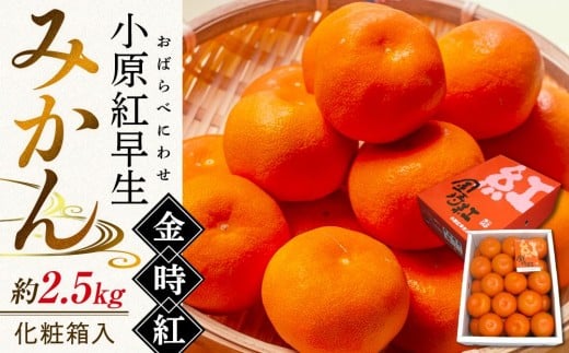 【11月下旬頃~発送】小原紅早生みかん 金時紅 約2.5kg 化粧箱入