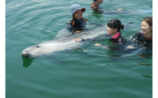 ドルフィンスイム体験 ペア 入場券付き【体験 イルカ ドルフィン 日本ドルフィンセンター 香川県 さぬき市】