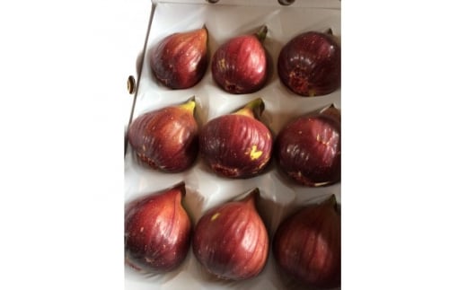 <2026年8月から10月発送先行予約>京都城陽 森秀吉農園の朝採り完熟いちじく【1406462】