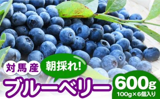 対馬産 朝採れ 大粒 ブルーベリー ( 青果 ) 600g 《対馬市》【さほの里ファーム】 フルーツ 果物 生食 新鮮 朝食 冷蔵 [WBG006]