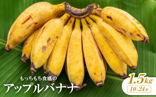 ＜2026年1月から順次発送＞もっちもち食感のアップルバナナ1.5kg(10～24本)【1578861】