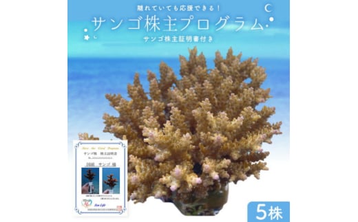 成長記録が贈られる!国頭村の「サンゴ株主」プログラム5株【1581395】