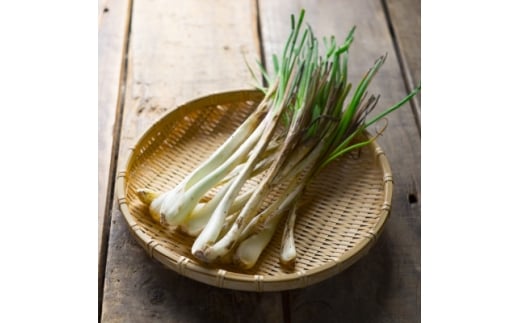 ＜2026年5月上旬から順次発送＞農家直送!国頭村・島袋さんの採れたて島らっきょう 1kg【1672232】