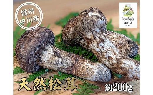 中川村の秋の味覚 松茸 約200g