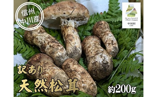中川村の秋の味覚 松茸(訳あり) 約200g
