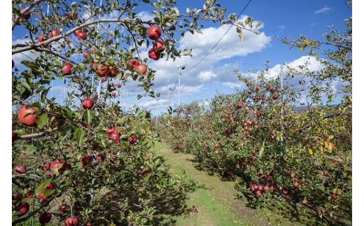 （令和８年度分）りんごの木のオーナー権【サンふじ】