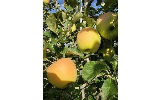 （令和８年度分）りんごの木のオーナー権【ぐんま名月】【フルーツガーデン松村】