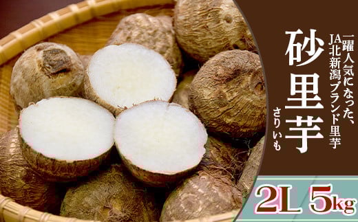 聖籠産 砂里芋（さりいも）2L 5kg【JA北新潟ブランド里芋】2025年10月下旬～順次発送