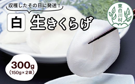 希少！杜の宝石 東白川村産 白い生きくらげ 300g 純国産 きのこ 生きくらげ きくらげ 白きくらげ 木耳 生 希少 高級 ビタミンD 食物繊維 10000円 一万円