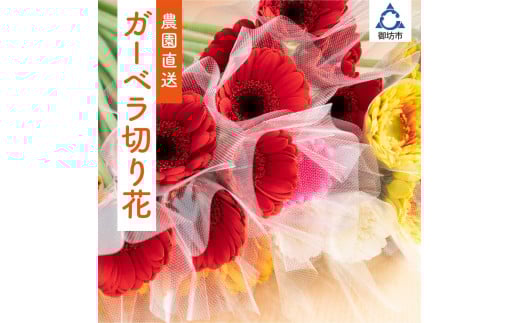 御坊の花 農園直送 ガーベラ切り花50本