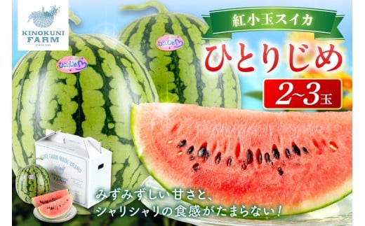 自農園産 紅小玉スイカ「ひとりじめ」2~3玉≪先行予約≫2026年6月中旬から順次発送【 配送不可地域:北海道・青森・秋田・岩手・沖縄・離島】果物 くだもの フルーツ 期間限定 すいか 小玉すいか 小玉スイカ 西瓜 贈答 贈り物 シャリシャリ みずみずしい