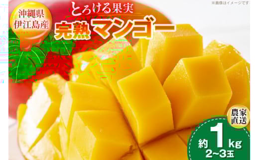 【期間限定発送】 完熟 マンゴー (アーウィン種) 約 1kg (2〜3玉) [伊江村マンゴー部会 沖縄県 伊江村 ie47bde320012] 沖縄 フルーツ 果物 甘い 夏 濃厚 Mango 果物 果実 くだもの