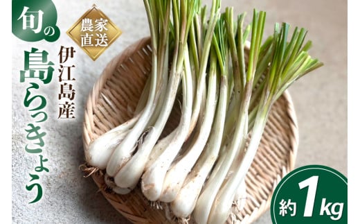 【期間限定発送】島らっきょう 生 約 1kg [畑シンカ 沖縄県 伊江村 ie47bde250000] 島ラッキョウ しまらっきょう 野菜 やさい 浅漬け 漬物 らっきょうみそ