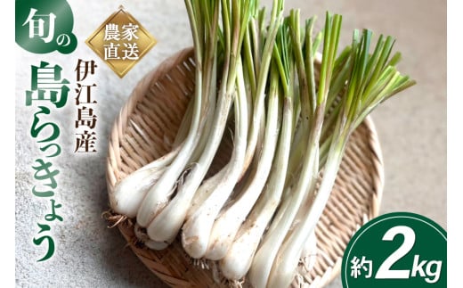 【期間限定発送】島らっきょう 約 2kg [畑シンカ 沖縄県 伊江村 ie47bde250002] 島ラッキョウ しまらっきょう 野菜 やさい 浅漬け 漬物 らっきょうみそ