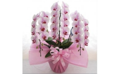 0030-001 中輪胡蝶蘭　桜姫3本立ち（ラッピング付）