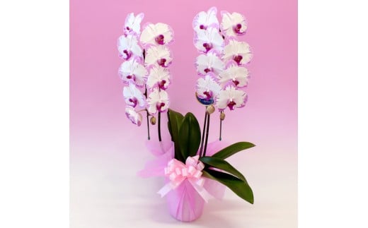 0020-044 中輪胡蝶蘭 スイーティー2本立ち(ラッピング付)