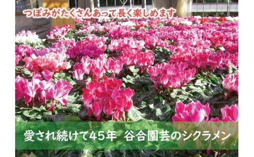 0010-041 シクラメン(ピンク系 5号鉢)