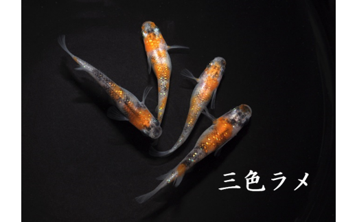 0100-003 メダカ「三色ラメ」3ペア
