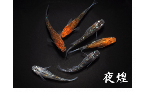 0050-001 メダカ「夜煌（やこう）」3ペア