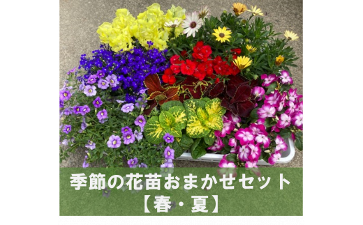 0010-058 季節の花苗おまかせセット