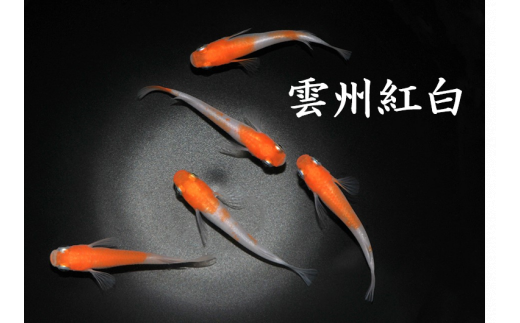 0030-005  メダカ「雲州紅白」3ペア