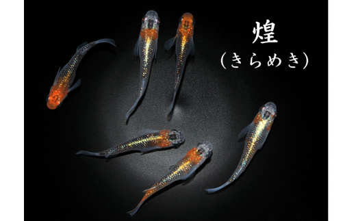 0140-002 メダカ「煌（きらめき）」2ペア