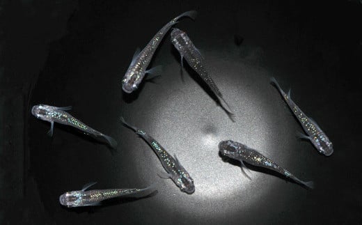 0010-081 メダカ「夜桜」2ペア