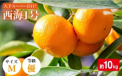 【11月上旬より順次発送】【訳あり】 みかん 西海１号（ 温州みかん ） 約10kg （優品/Mサイズ）＜西海柑橘農業協同組合＞[CCF001] 長崎 西海 みかん ミカン 蜜柑 みかん 訳あり 10kg 年内配送 年内