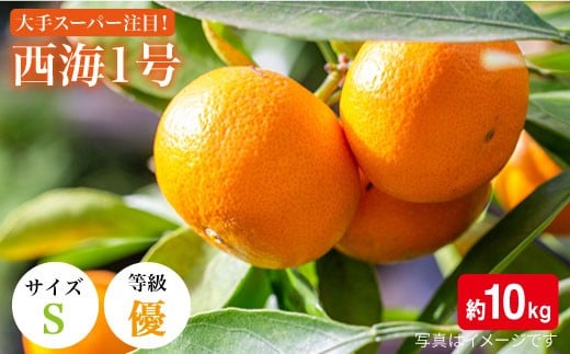 【11月上旬より順次発送】【訳あり】 みかん 西海1号（温州みかん ）約 10kg （優品/Sサイズ）＜西海柑橘農業協同組合＞ [CCF002] 長崎 西海 みかん ミカン 蜜柑 温州みかん 限定 みかん 年内配送 年内