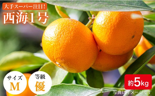 【11月上旬より順次発送】【訳あり】 みかん 西海1号（温州 みかん ）約 5kg （優品/Mサイズ）＜西海柑橘農業協同組合＞ [CCF003] 長崎 西海 みかん ミカン 蜜柑 温州みかん 限定 みかん 5kg 年内配送 年内