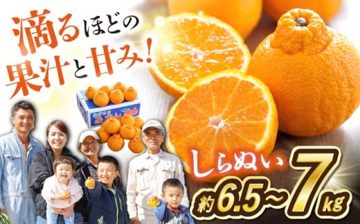 【3月より順次発送】 みかん デコポン 不知火 （ しらぬい ）約6.5～7kg みかん ＜川添みかん園＞ [CCT010]  長崎 西海 みかん ミカン 柑橘 でこぽん 不知火 デコポン 贈答 ギフト